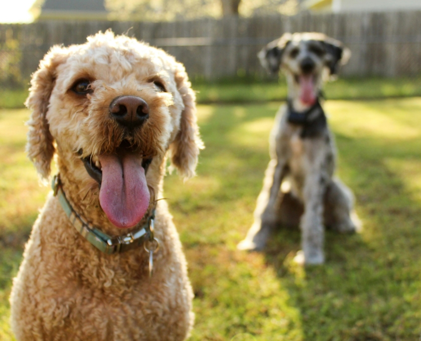 dog poop scoop service Kaka finders